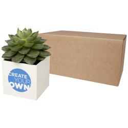 Maceta de aluminio con planta, cactus, "Hey Pots"