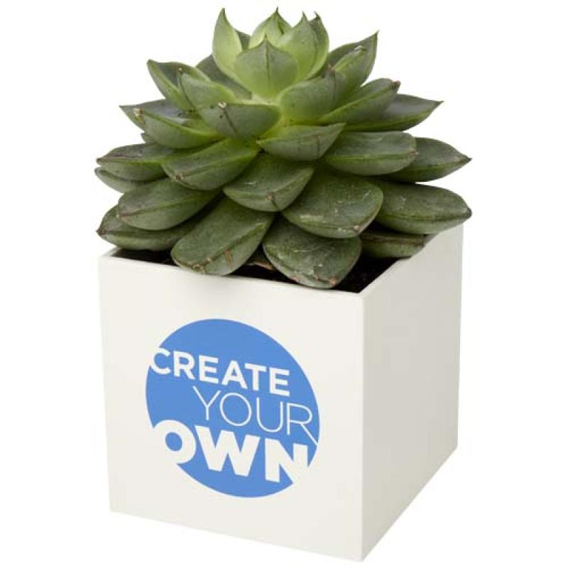 Maceta de aluminio con planta, cactus, "Hey Pots"