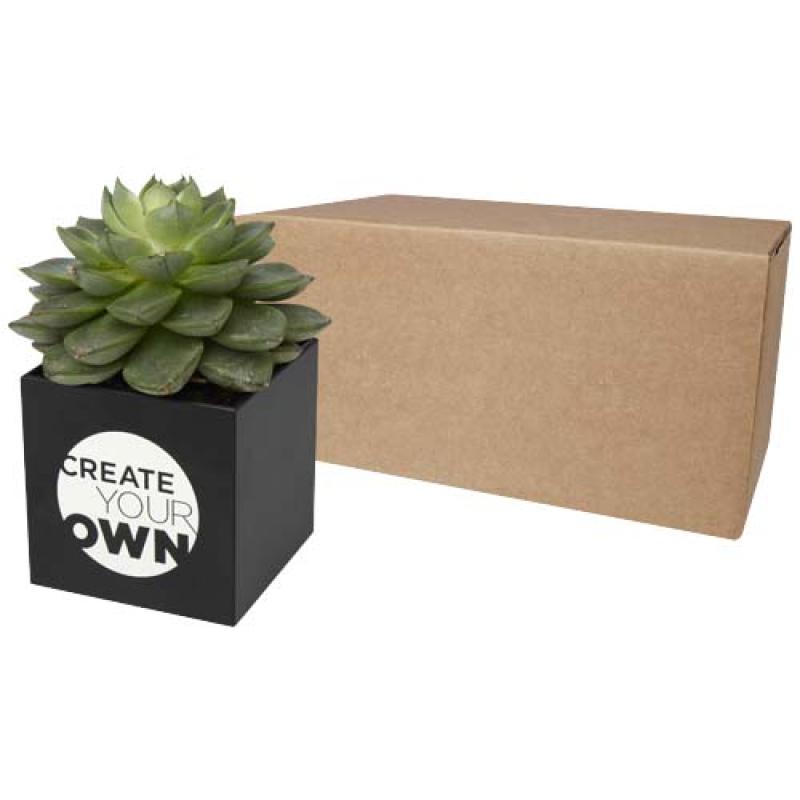 Maceta de aluminio con planta, cactus, "Hey Pots"