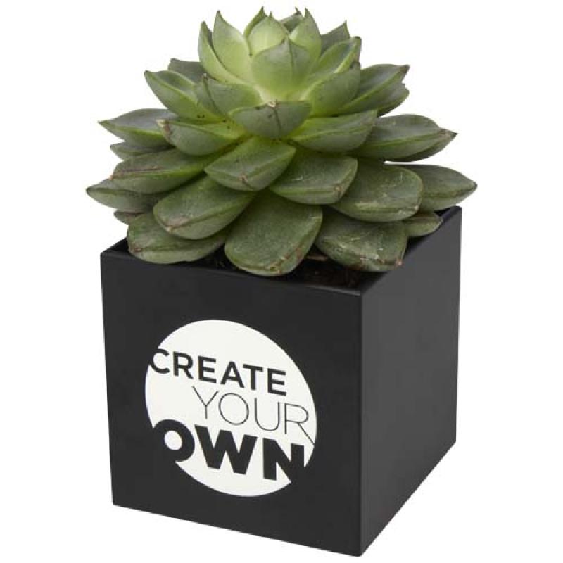 Maceta de aluminio con planta, cactus, "Hey Pots"