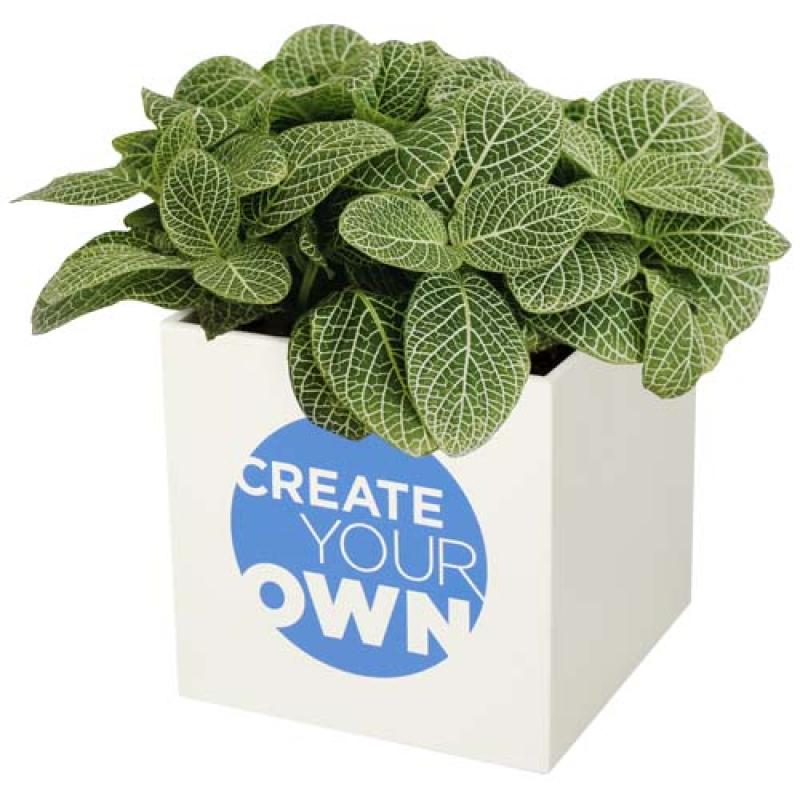Maceta de aluminio con planta, suculenta, "Hey Pots"