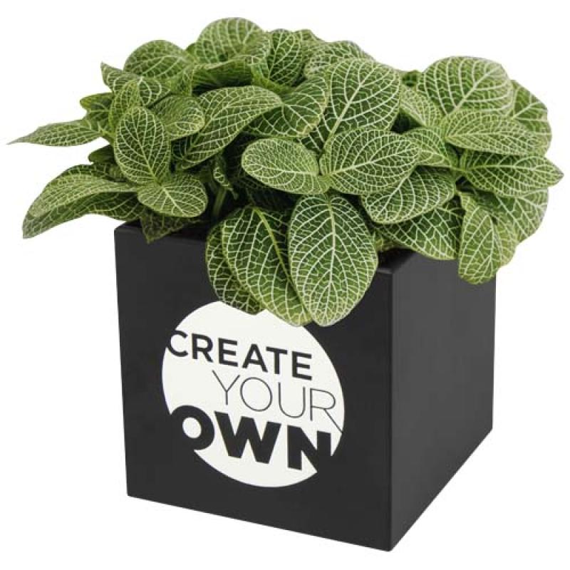 Maceta de aluminio con planta, suculenta, "Hey Pots"