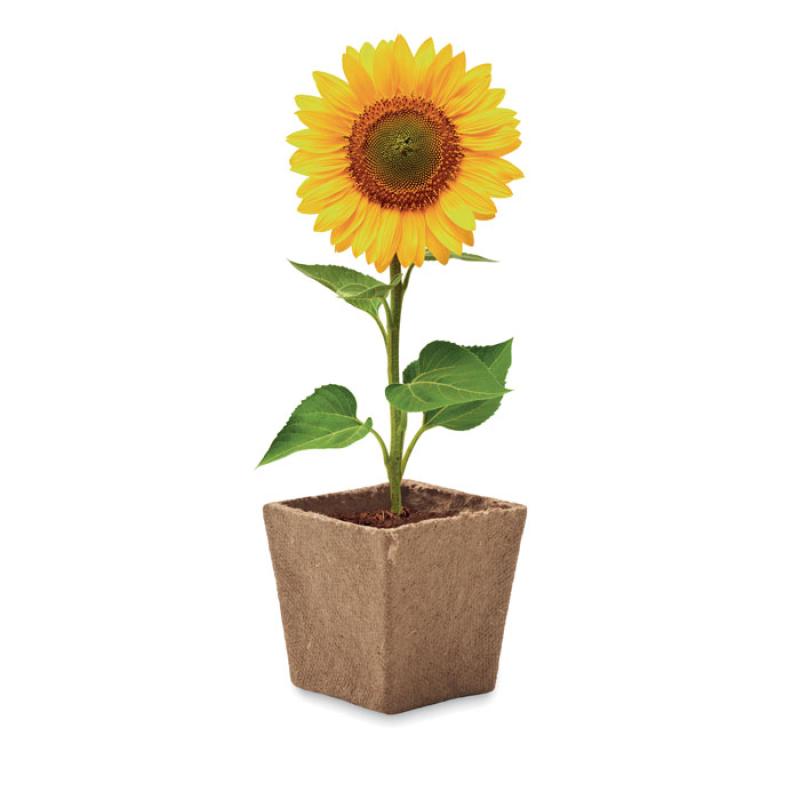 Kit de cultivo de girasoles